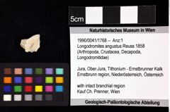 Foto (Objket + Etiketten) von Goniodromites bidentatus (Reuss, 1859) 